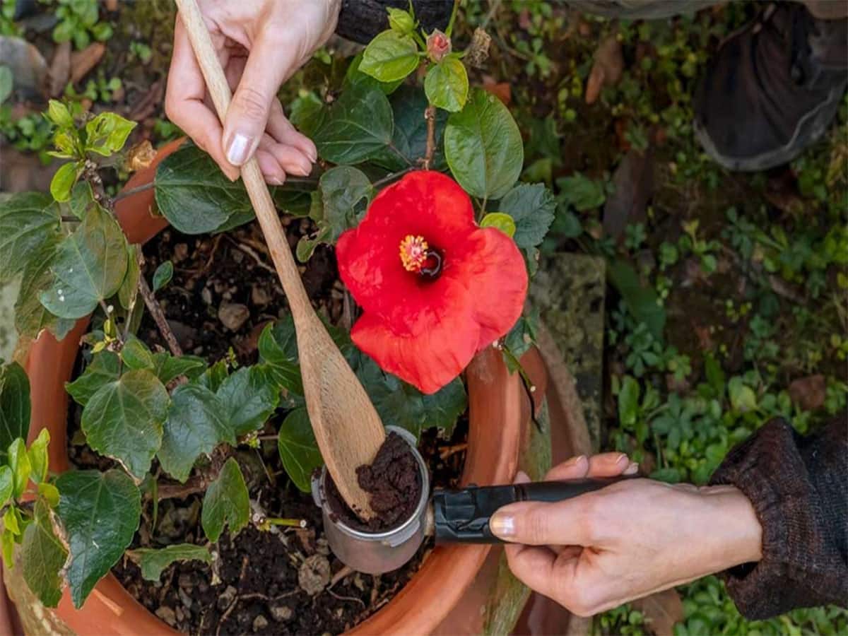 Gardening Tips: ચોમાસામાં જાસૂદના છોડમાં નાખો આ ખાતર, છોડમાં નહીં લાગે જીવાત, ફુલ પણ વધારે આવશે