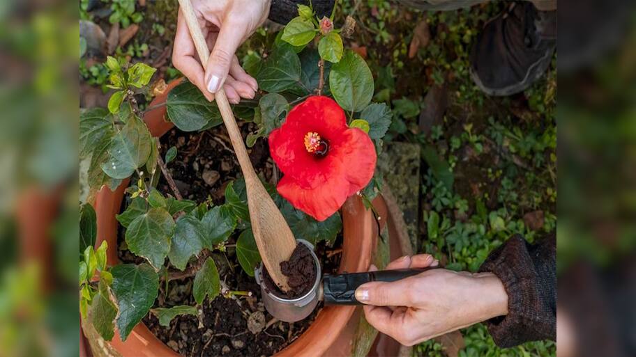 Gardening Tips: ચોમાસામાં જાસૂદના છોડમાં નાખો આ ખાતર, છોડમાં નહીં લાગે જીવાત, ફુલ પણ વધારે આવશે