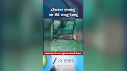ડાંગ: નર્સરીના કૂવામાં ખાબક્યું દીપડાનું બચ્ચું, વન વિભાગના કર્મીઓએ આ રીતે કર્યું રેસ્ક્યૂ