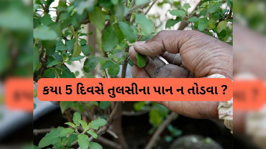 Tulsi Puja: કયા દિવસે તુલસીના પાન તોડવા અને કયા દિવસે નહીં ? જાણો તુલસી પૂજાનો મહત્વનો નિયમ
