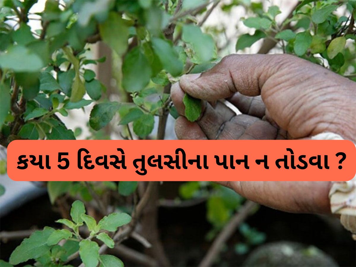 Tulsi Puja: કયા દિવસે તુલસીના પાન તોડવા અને કયા દિવસે નહીં ? જાણો તુલસી પૂજાનો મહત્વનો નિયમ Tulsi Puja: કયા દિવસે તુલસીના પાન તોડવા અને કયા દિવસે નહીં ? જાણો તુલસી પૂજાનો મહત્વનો નિયમ