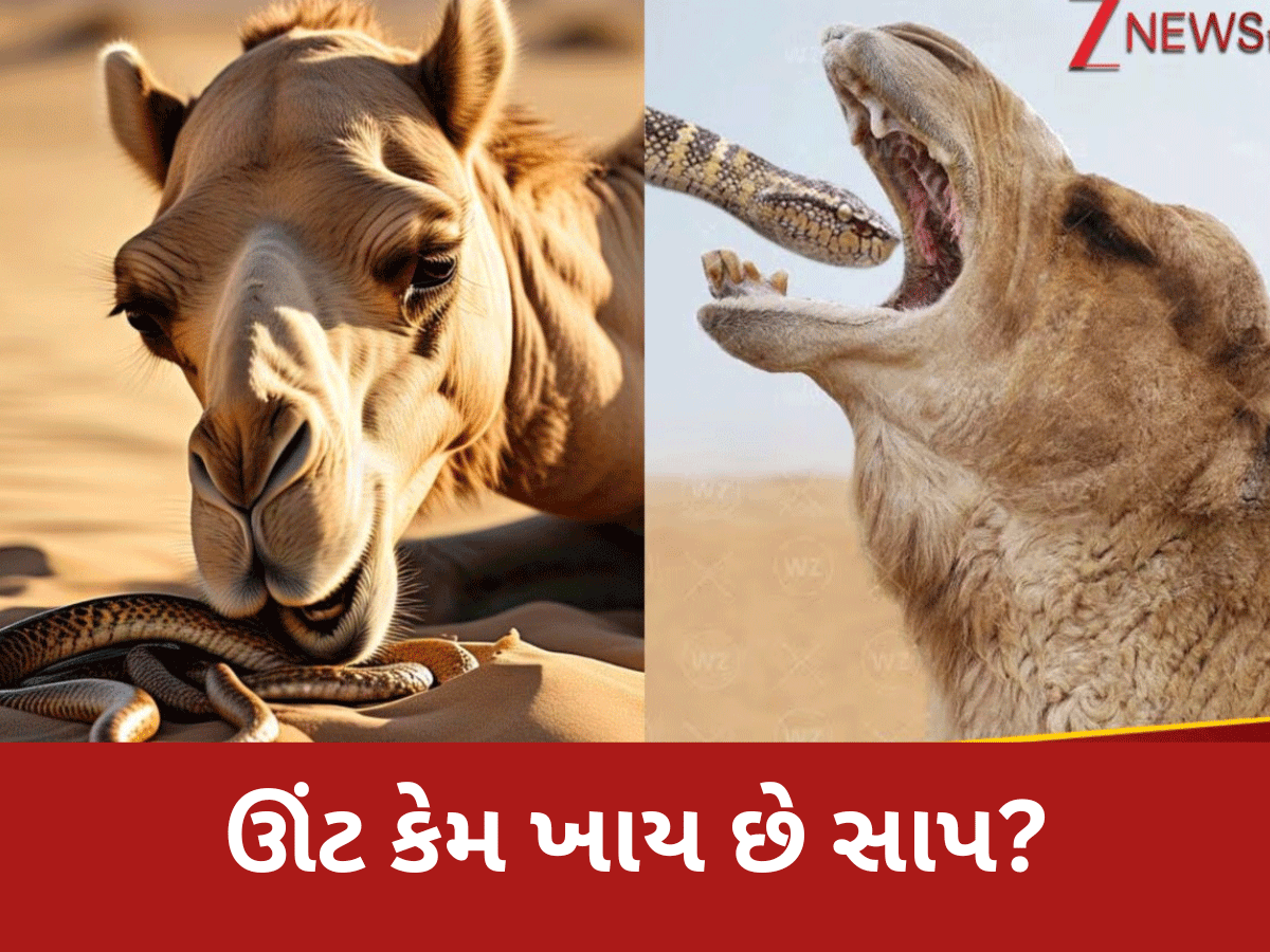 Interesting Facts: ઊંટ શાકાહારી હોવા છતાં તેને કેમ ખવડાવાય છે જીવતો ઝેરી સાપ? કારણ જાણી હોશ ઉડી જશે Interesting Facts: ઊંટ શાકાહારી હોવા છતાં તેને કેમ ખવડાવાય છે જીવતો ઝેરી સાપ? કારણ જાણી હોશ ઉડી જશે