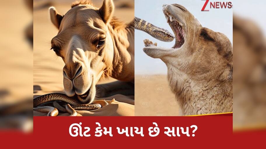 Interesting Facts: ઊંટ શાકાહારી હોવા છતાં તેને કેમ ખવડાવાય છે જીવતો ઝેરી સાપ? કારણ જાણી હોશ ઉડી જશે