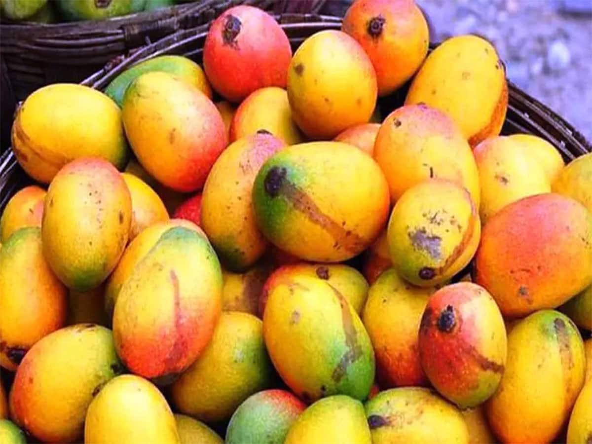 Mango: ઉનાળામાં તો ખૂબ ખવાય છે પણ વરસાદ પડી જાય પછી કેરી ખાવી કે નહીં ? 