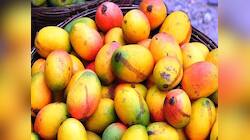 Mango: ઉનાળામાં તો ખૂબ ખવાય છે પણ વરસાદ પડી જાય પછી કેરી ખાવી કે નહીં ? 