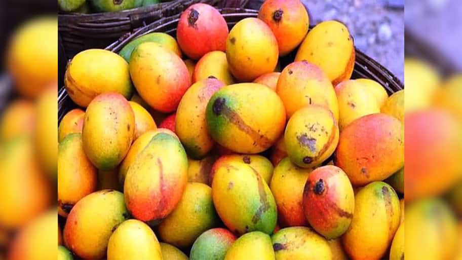 Mango: ઉનાળામાં તો ખૂબ ખવાય છે પણ વરસાદ પડી જાય પછી કેરી ખાવી કે નહીં ? 