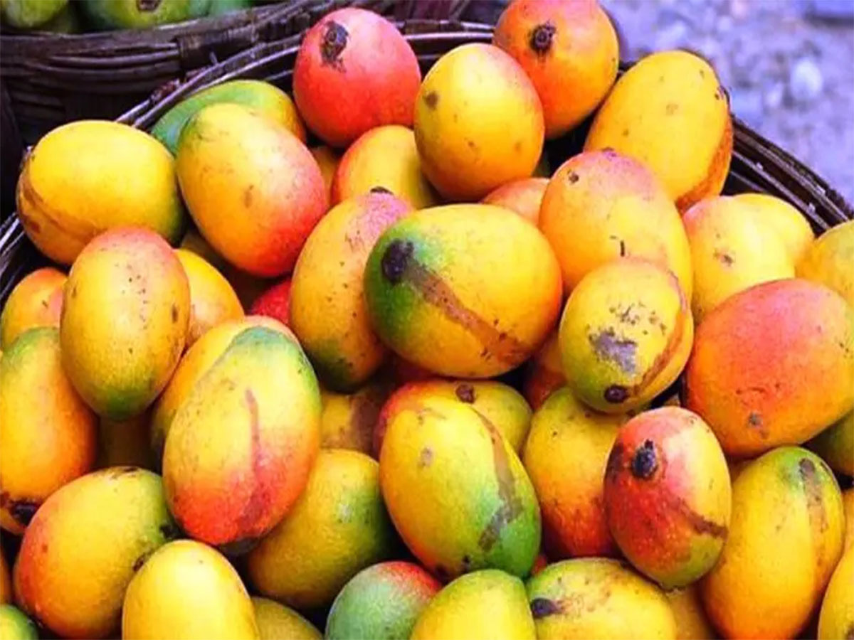 Mango: ઉનાળામાં તો ખૂબ ખવાય છે પણ વરસાદ પડી જાય પછી કેરી ખાવી કે નહીં ? Mango: ઉનાળામાં તો ખૂબ ખવાય છે પણ વરસાદ પડી જાય પછી કેરી ખાવી કે નહીં ?
