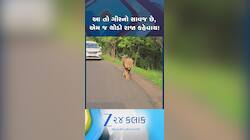 સાસણ દેવળિયા રોડ પર જંગલના રાજાની લટાર, સાસણ ગીરમાં રસ્તા વચ્ચે સિંહ ચાલતો દેખાયો