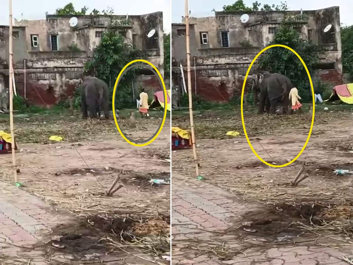 રુંવાડા ઉભા કરી દેતા દ્રશ્યો, જગન્નાથ મંદિરમાં સાંકળથી બાંધેલા હાથીને મહાવતે લાકડીથી 17 વાર ફટકા માર્યા  
