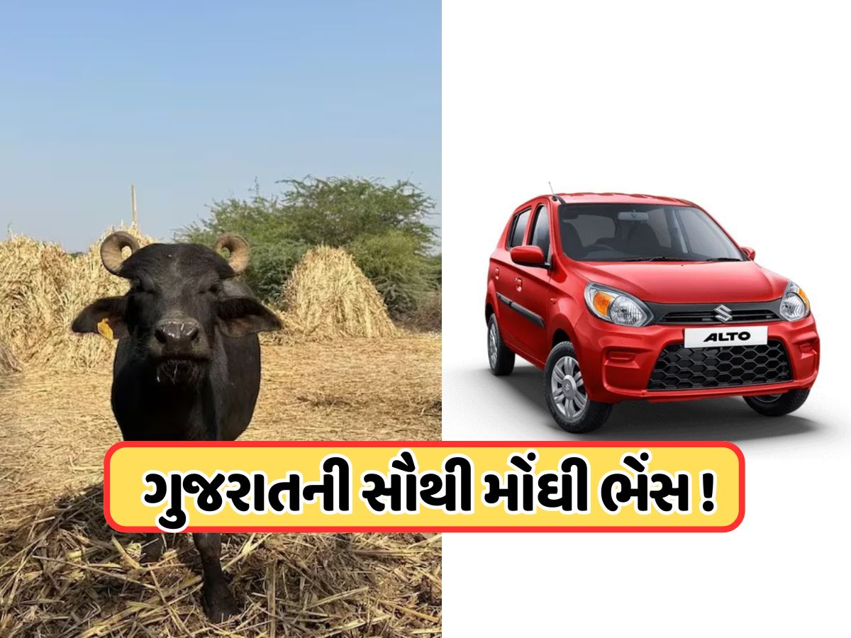 સૌથી મોંઘી ભેંસ: આટલામાં તો ત્રણ અલ્ટો કાર આવી જાય! 20 લિટર દૂધ આપતી 'લાડલી' આટલા લાખમાં વેચાઈ? સૌથી મોંઘી ભેંસ: આટલામાં તો ત્રણ અલ્ટો કાર આવી જાય! 20 લિટર દૂધ આપતી 'લાડલી' આટલા લાખમાં વેચાઈ?