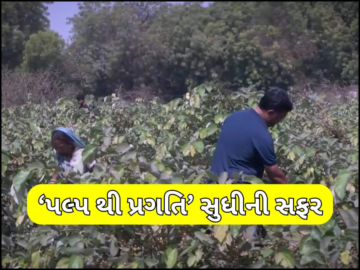 ગુજરાતના ખેડૂતે ફાલસાની ખેતી કરી કંડારી નવી કેડી, આજે કમાય છે 8થી 10 લાખોનો ચોખ્ખો નફો