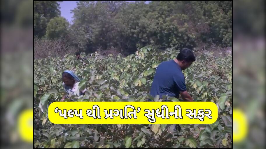 ગુજરાતના ખેડૂતે ફાલસાની ખેતી કરી કંડારી નવી કેડી, આજે કમાય છે 8થી 10 લાખોનો ચોખ્ખો નફો