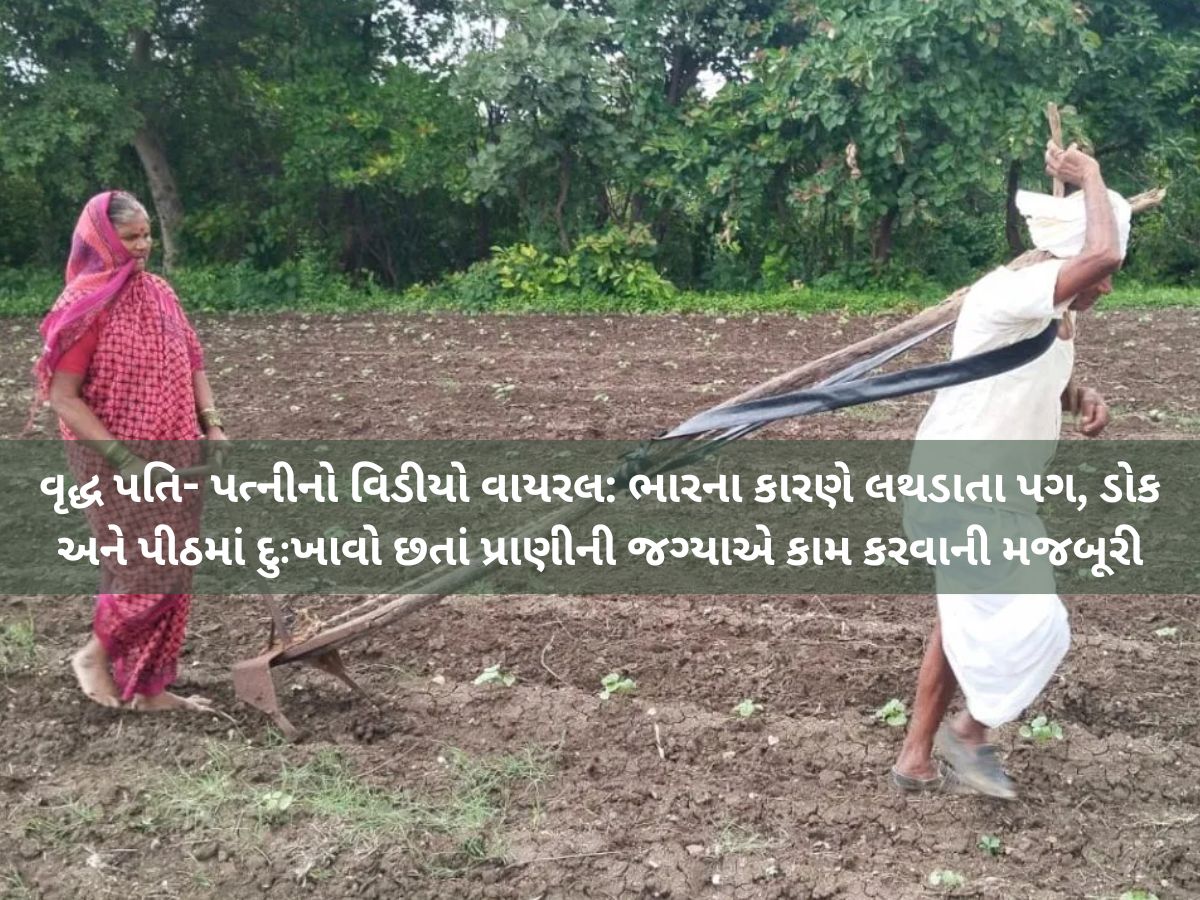 હાય રે ગરીબી! બળદ ન પોસાતો હોવાથી વૃદ્ધ ખેડૂત જાતે હળ સાથે જોતરાયો, રોવડાવી દેશે આ કહાની! હાય રે ગરીબી! બળદ ન પોસાતો હોવાથી વૃદ્ધ ખેડૂત જાતે હળ સાથે જોતરાયો, રોવડાવી દેશે આ કહાની!