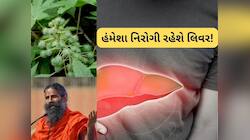 100 વર્ષ સુધી ખરાબ નહીં થાય લિવર, બાબા રામદેવની આ દેશી ફોર્મ્યુલા થઈ વાયરલ