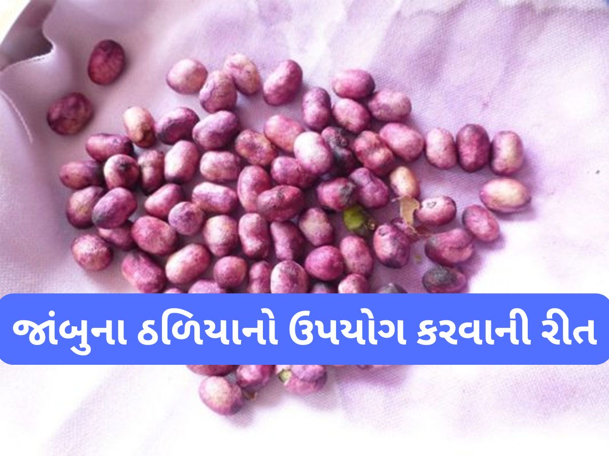 Jamun Seeds: જાંબુ કરતાં વધારે ફાયદો કરે તેના ઠળિયા, શુગર-પથરીમાં આ રીતે કરી શકો છો ઉપયોગ Jamun Seeds: જાંબુ કરતાં વધારે ફાયદો કરે તેના ઠળિયા, શુગર-પથરીમાં આ રીતે કરી શકો છો ઉપયોગ
