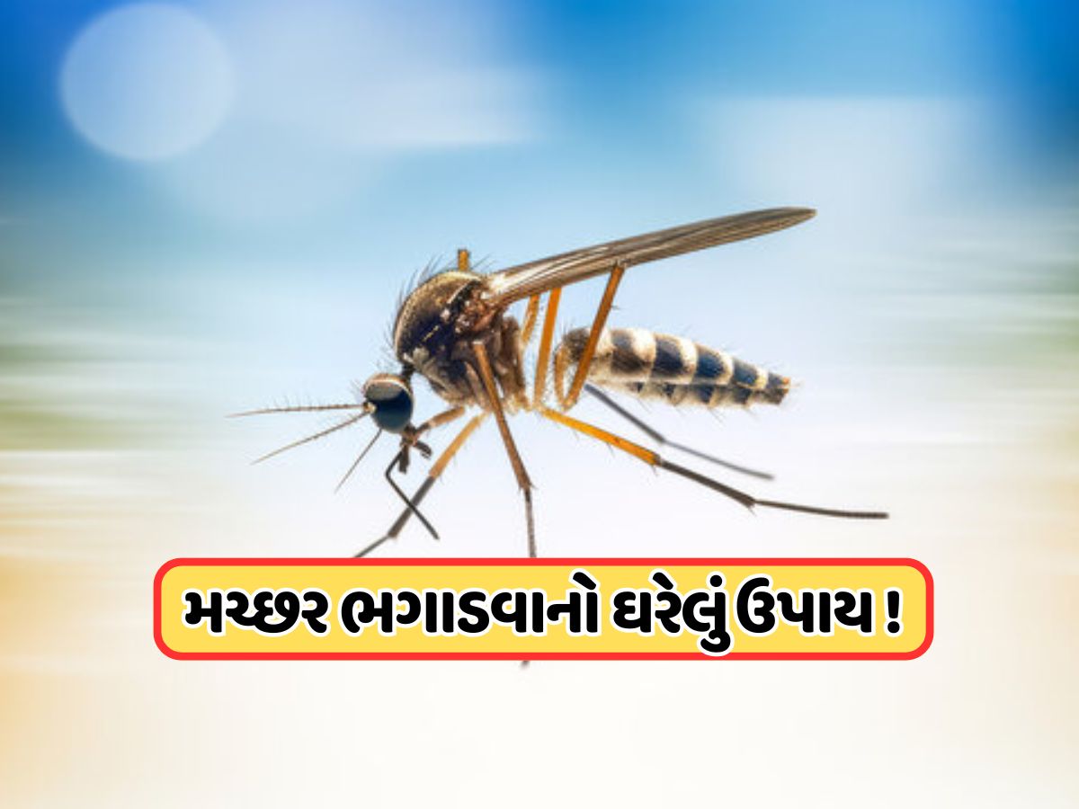 'મચ્છર ઘરથી રહેશે દૂર' ડુંગળી કાપીને આ રીતે કરો ઉપયોગ, જાણો 'મચ્છર ઘરથી રહેશે દૂર' ડુંગળી કાપીને આ રીતે કરો ઉપયોગ, જાણો
