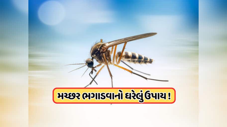 'મચ્છર ઘરથી રહેશે દૂર' ડુંગળી કાપીને આ રીતે કરો ઉપયોગ, જાણો 