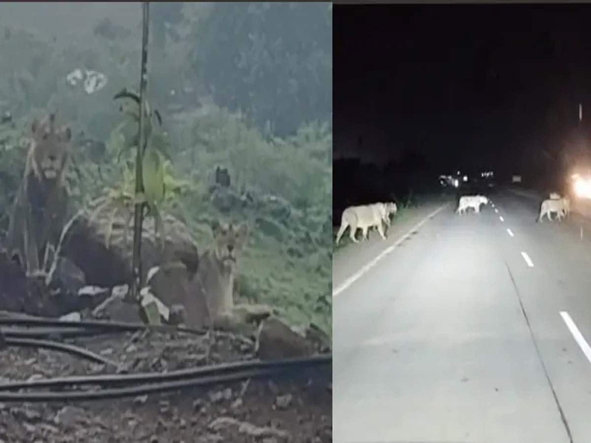 12 સિંહોના 2 અદ્દભૂત VIDEO વાયરલ, ગુજરાતના રસ્તા પર ટહેલતા અને વરસાદની મઝા માણતા દેખાયા 'જંગલના રાજા'