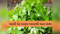 સવારે ખાલી પેટ લીલા ધાણાના પાન ચાવી લો, પાચન સુધરશે અને કંટ્રોલમાં રહેશે બ્લડ શુગર