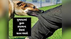 આમાં પણ ગર્વ લો સરકાર! શ્વાનના કરડવાના કેસમાં ગુજરાત ટોપ-5 રાજ્યોમાં સામેલ