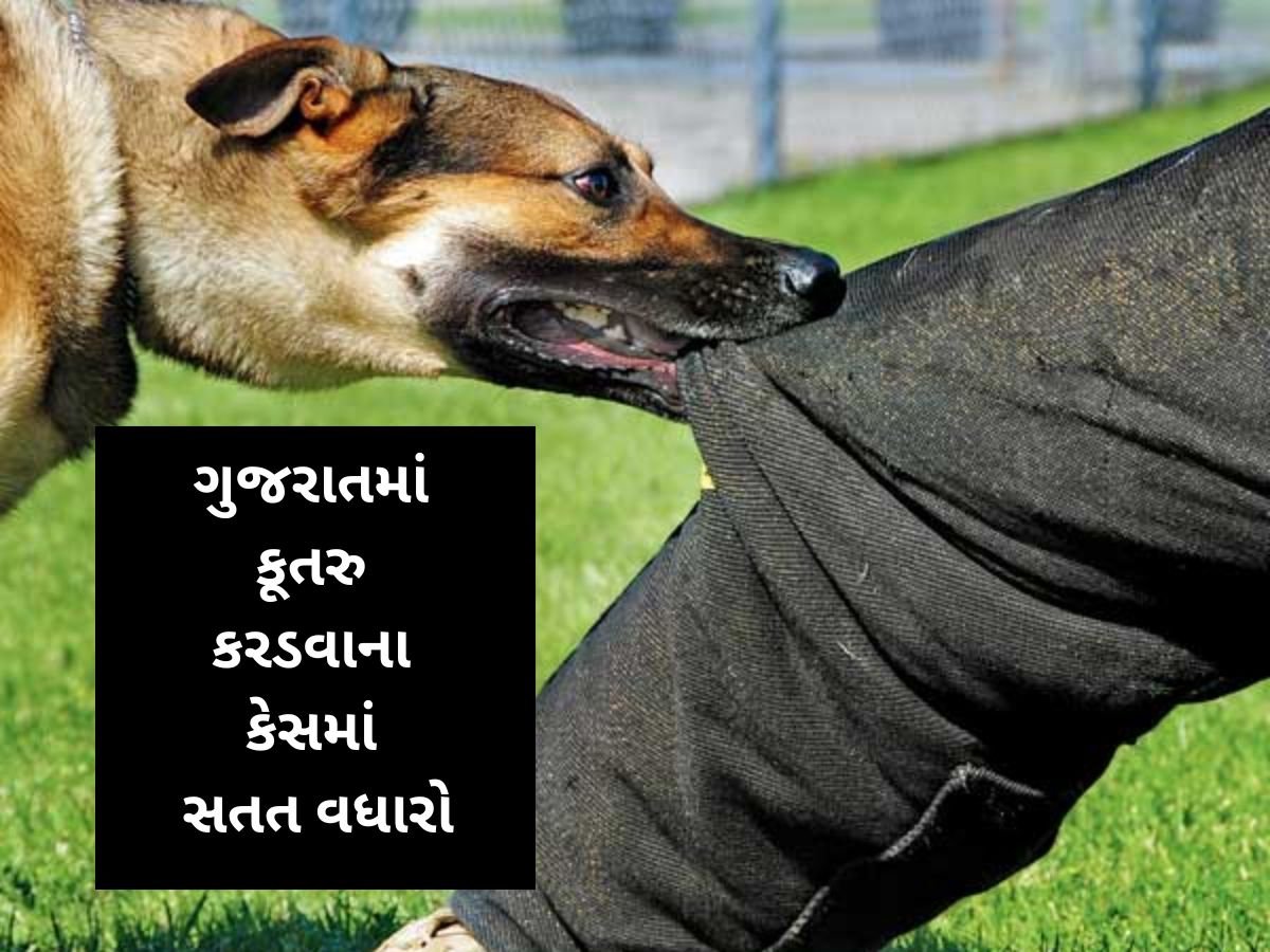 આમાં પણ ગર્વ લો સરકાર! શ્વાનના કરડવાના કેસમાં ગુજરાત ટોપ-5 રાજ્યોમાં સામેલ