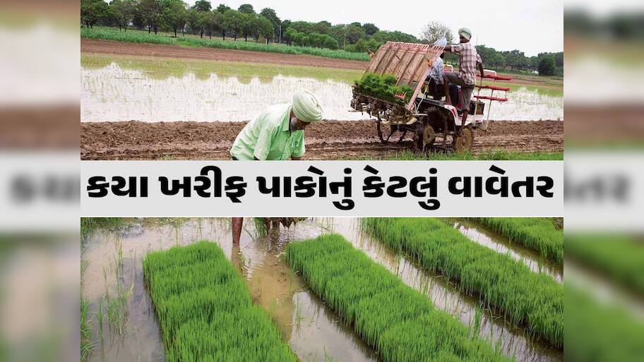 ખેડૂતોમાં ખુશાલી: ગુજરાતમાં 50 ટકાથી વધુ વિસ્તારમાં ખરીફ વાવેતર પૂર્ણ, જાણો કયા પાકનું કેટલું થયું?
