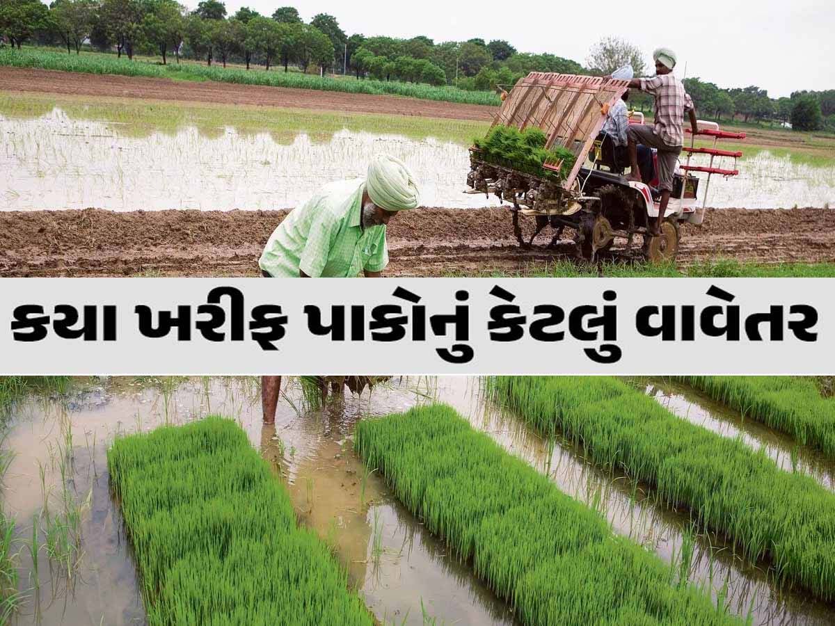 ખેડૂતોમાં ખુશાલી: ગુજરાતમાં 50 ટકાથી વધુ વિસ્તારમાં ખરીફ વાવેતર પૂર્ણ, જાણો કયા પાકનું કેટલું થયું? ખેડૂતોમાં ખુશાલી: ગુજરાતમાં 50 ટકાથી વધુ વિસ્તારમાં ખરીફ વાવેતર પૂર્ણ, જાણો કયા પાકનું કેટલું થયું?