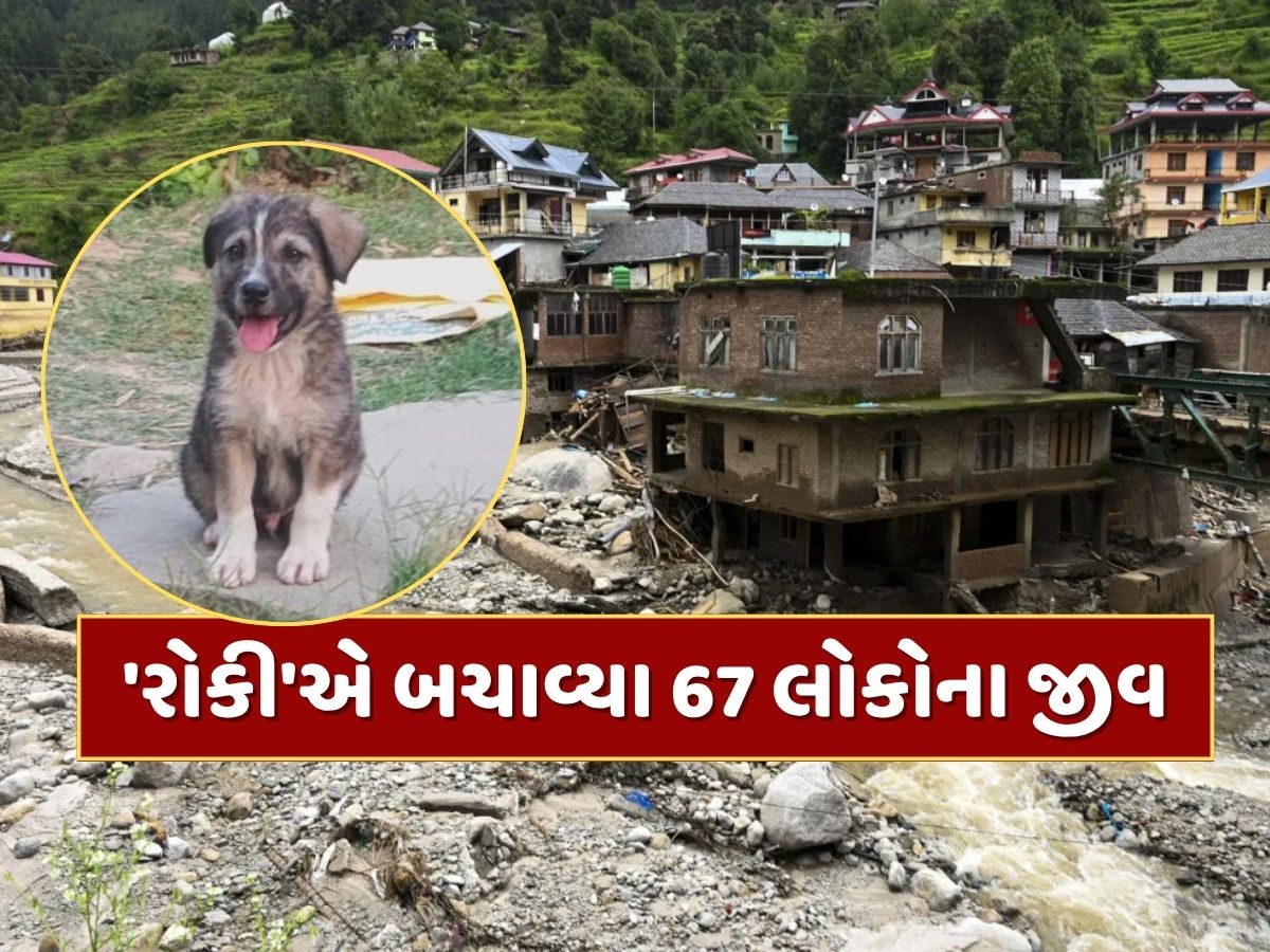 કેવી રીતે એક શ્વાને બચાવ્યા 67 લોકોના જીવ ? હિમાચલના મંડીમાં એ ભયાનક રાતની કહાની કેવી રીતે એક શ્વાને બચાવ્યા 67 લોકોના જીવ ? હિમાચલના મંડીમાં એ ભયાનક રાતની કહાની