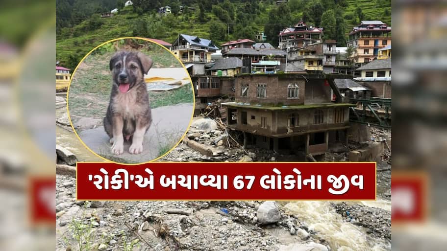 કેવી રીતે એક શ્વાને બચાવ્યા 67 લોકોના જીવ ? હિમાચલના મંડીમાં એ ભયાનક રાતની કહાની