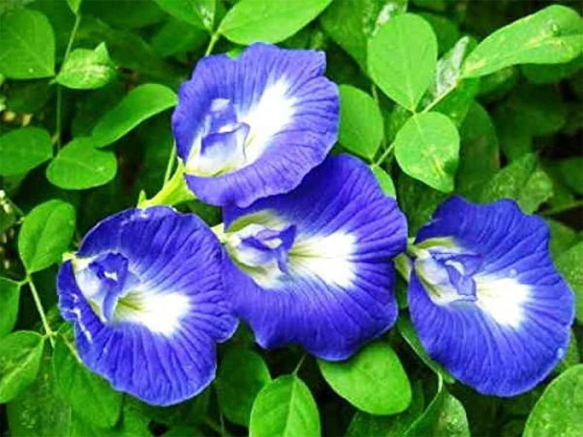 Gardening Tips: અપરાજિતાની વેલ વાવવા માટે પરફેક્ટ સીઝન છે ચોમાસું, આ 3 રીતે કેર કરશો તો ફુલ પણ વધારે આવશે