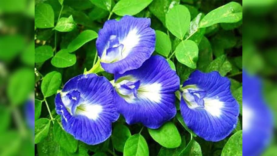 Gardening Tips: અપરાજિતાની વેલ વાવવા માટે પરફેક્ટ સીઝન છે ચોમાસું, આ 3 રીતે કેર કરશો તો ફુલ પણ વધારે આવશે