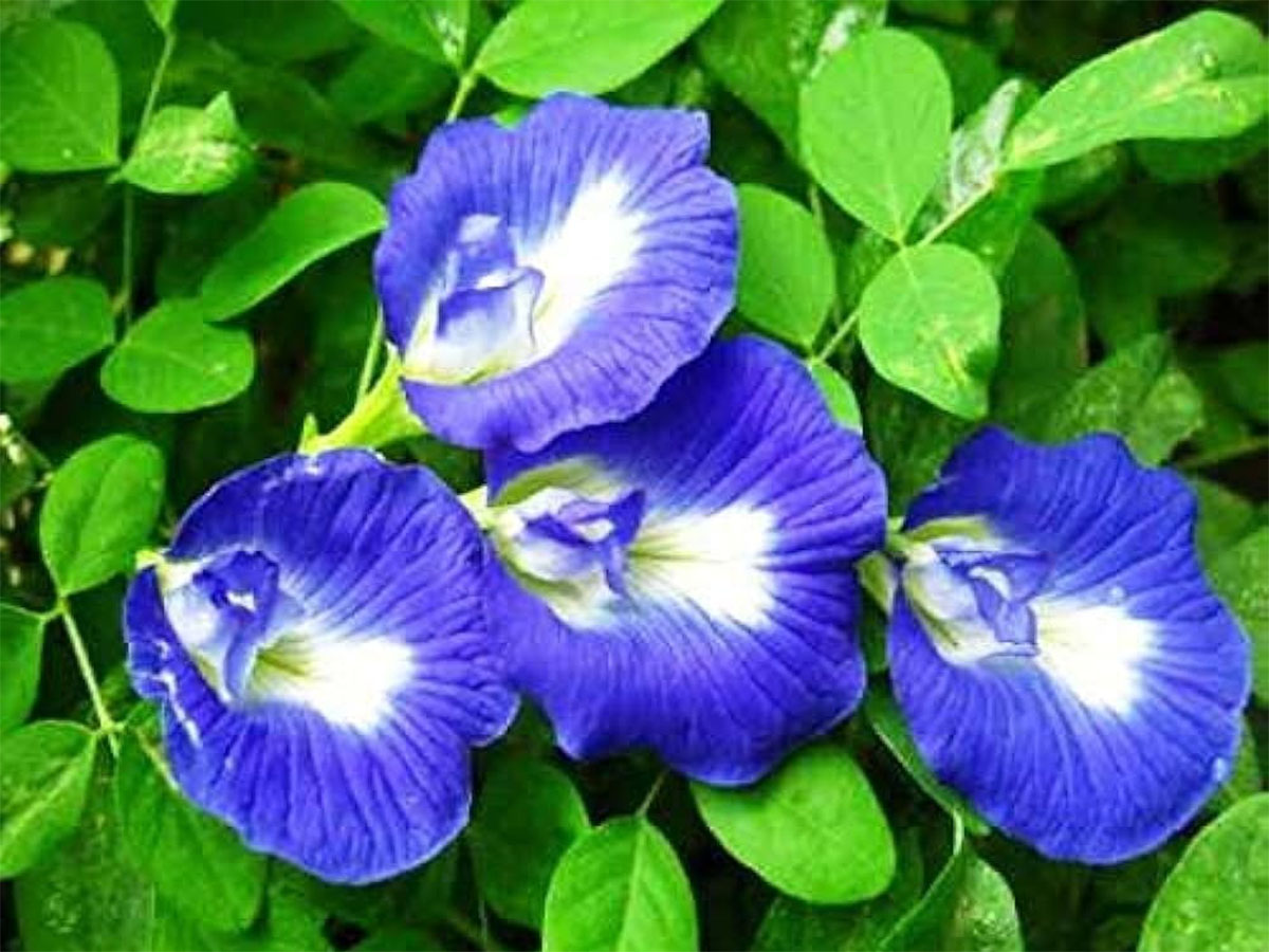 Gardening Tips: અપરાજિતાની વેલ વાવવા માટે પરફેક્ટ સીઝન છે ચોમાસું, આ 3 રીતે કેર કરશો તો ફુલ પણ વધારે આવશે Gardening Tips: અપરાજિતાની વેલ વાવવા માટે પરફેક્ટ સીઝન છે ચોમાસું, આ 3 રીતે કેર કરશો તો ફુલ પણ વધારે આવશે