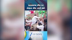 Watch Video: હાઈ લા! MLA બેસતા જ ભેંસ ગાંડી થઈ...અને પછી તો પછી થઈ જોવા જેવી