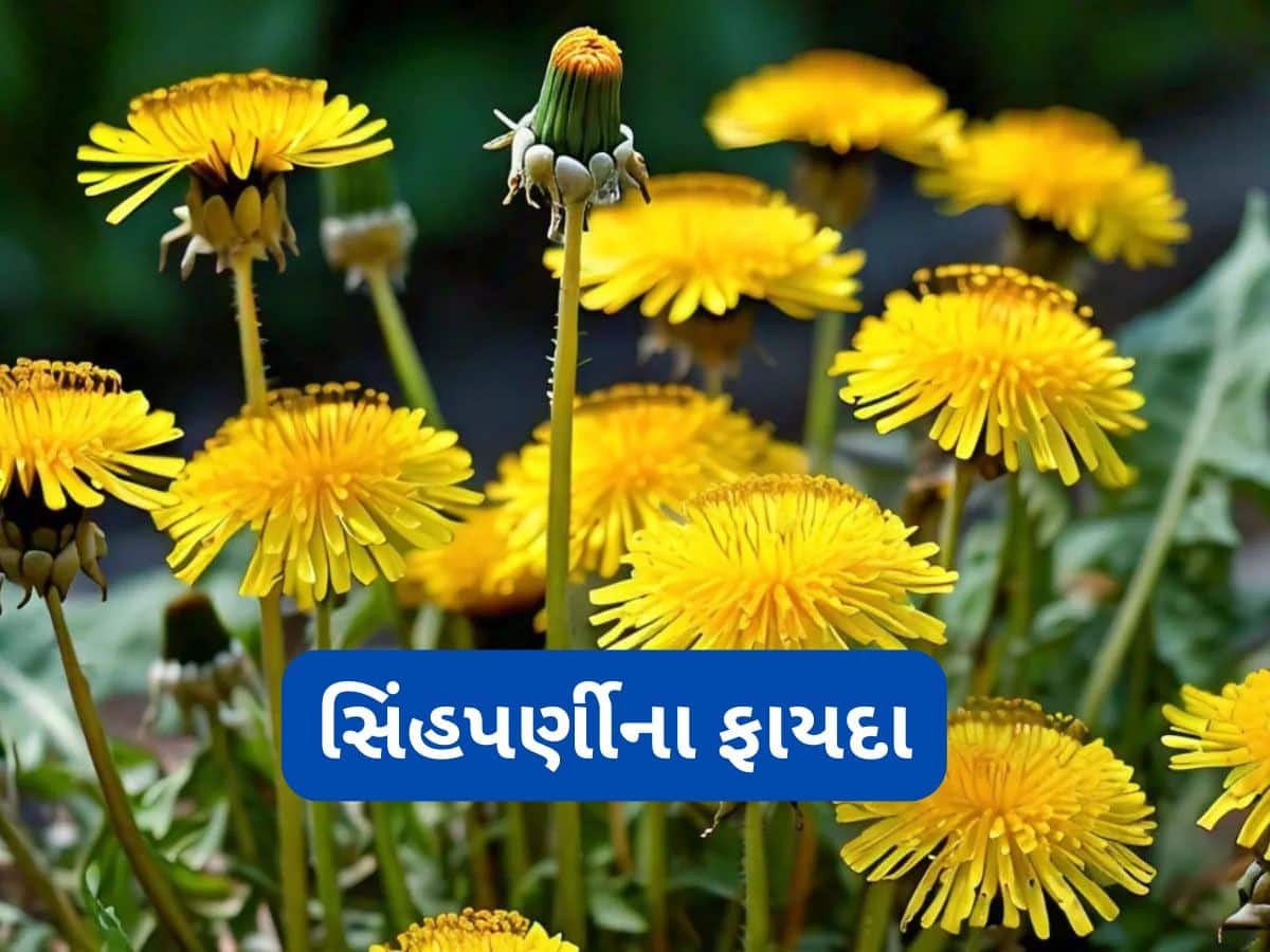 Singhparni: કિડની, લિવરને હેલ્ધી રાખે છે આ પીળા ફુલવાળો છોડ, ખૂબ ઓછા લોકો જાણતા હોય છે આ જડીબુટ્ટી વિશે