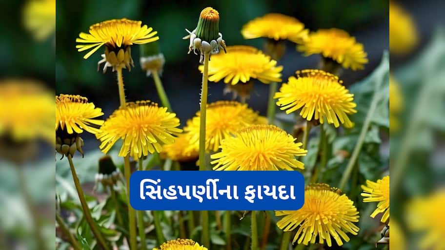 Singhparni: કિડની, લિવરને હેલ્ધી રાખે છે આ પીળા ફુલવાળો છોડ, ખૂબ ઓછા લોકો જાણતા હોય છે આ જડીબુટ્ટી વિશે