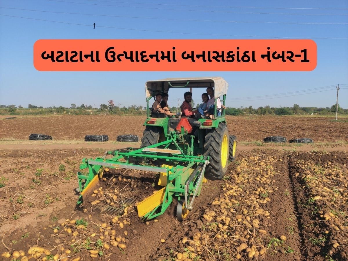 ફ્રેન્ચ ફ્રાઈસમાં વપરાતા બટાટાના ઉત્પાદનમાં ગુજરાતે બાજી મારી, 48.59 લાખ ટનનું ઉત્પાદન ફ્રેન્ચ ફ્રાઈસમાં વપરાતા બટાટાના ઉત્પાદનમાં ગુજરાતે બાજી મારી, 48.59 લાખ ટનનું ઉત્પાદન