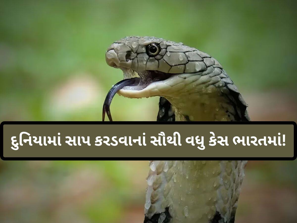 ગુજરાતીઓ સાપથી સાવધાન; જાણો દર મહિને કેટલા લોકો ફૂંફાડાનો બને છે ભોગ, ચોંકાવનારા છે આંકડા