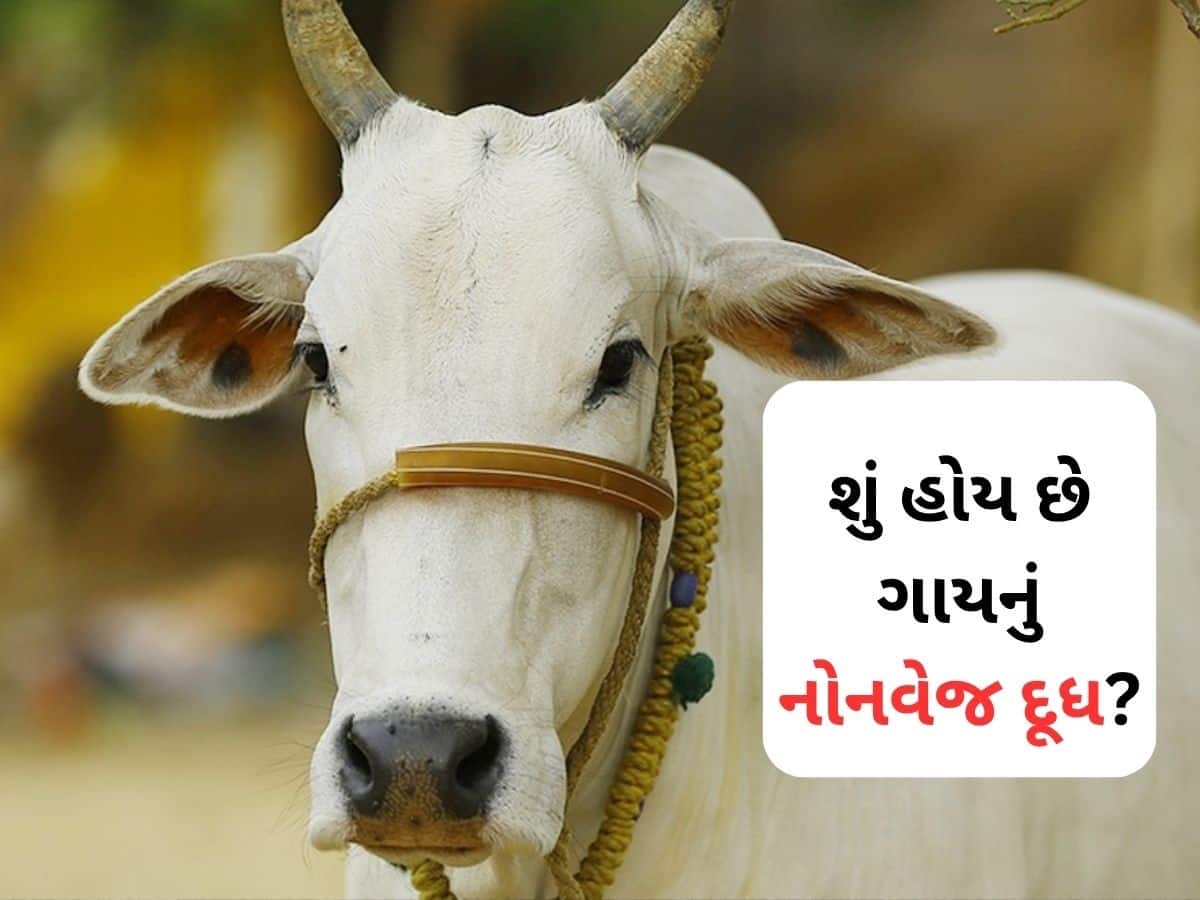 શું હોય છે ગાયનું 'નોનવેજ' દૂધ? જેને ભારત મોકલવાનો પ્રયાસ કરી રહ્યું હતું અમેરિકા