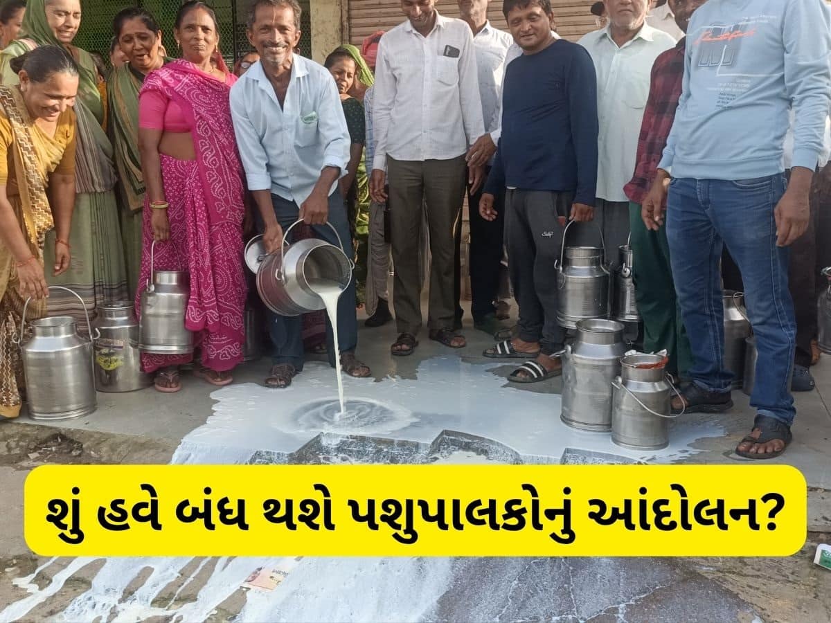 પશુપાલકોના વિરોધ સામે ઝુકી સાબર ડેરી, વાર્ષિક ભાવફેર પ્રતિ કિલો ફેટ મુજબ 995 ચૂકવવાની જાહેરાત
