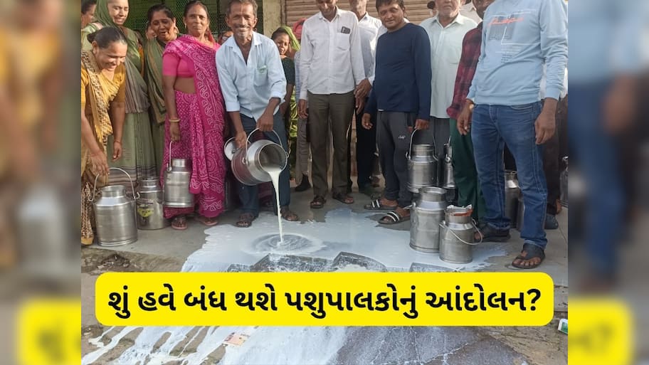 પશુપાલકોના વિરોધ સામે ઝુકી સાબર ડેરી, વાર્ષિક ભાવફેર પ્રતિ કિલો ફેટ મુજબ 995 ચૂકવવાની જાહેરાત