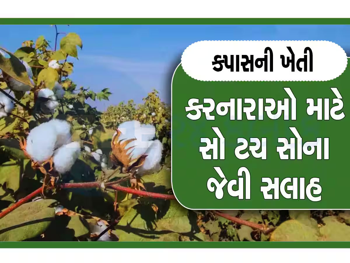ખેડૂતો માટે કામની સલાહ, કપાસની વાવણી બાદ આટલું જરૂર કરજો, નહિ તો જીવાત ઘેરી વળશે ખેડૂતો માટે કામની સલાહ, કપાસની વાવણી બાદ આટલું જરૂર કરજો, નહિ તો જીવાત ઘેરી વળશે