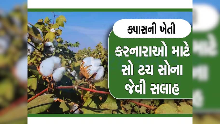 ખેડૂતો માટે કામની સલાહ, કપાસની વાવણી બાદ આટલું જરૂર કરજો, નહિ તો જીવાત ઘેરી વળશે