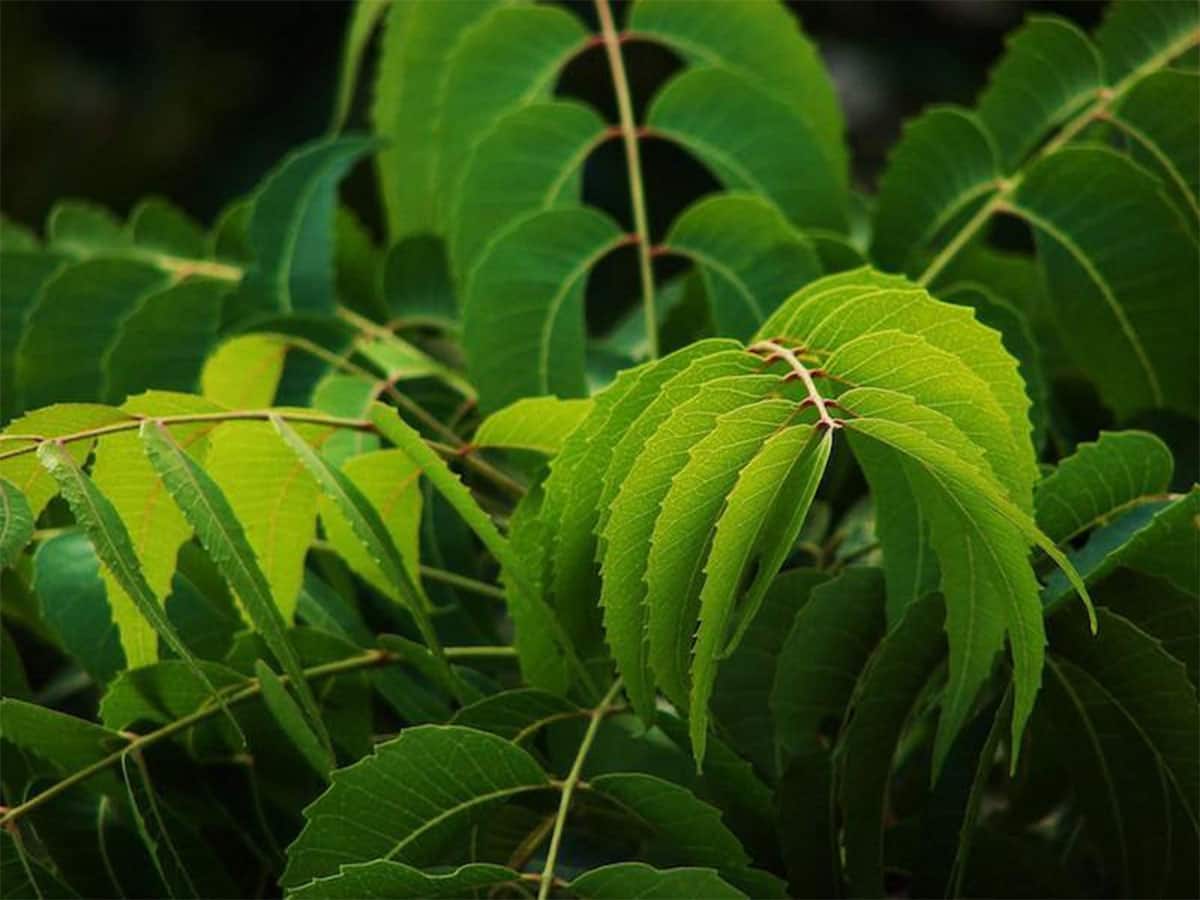 Neem Benefits: કુદરતનું વરદાન છે કડવો લીમડો, ચોમાસામાં સ્કિનની સુંદરતા વધારવાથી લઈ ઈમ્યુનિટી કરે છે બુસ્ટ