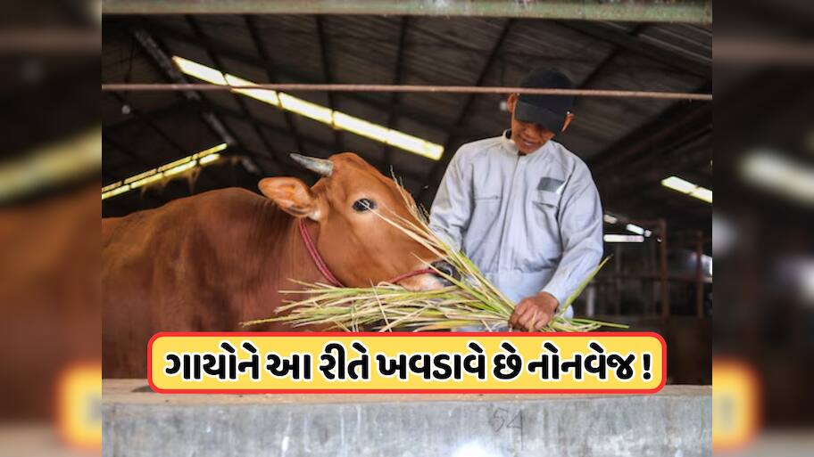 ગાયને કેવી રીતે ખવડાવવામાં આવે છે નોનવેજ ? શું આનાથી સુધરે છે દૂધની ક્વોલિટી?