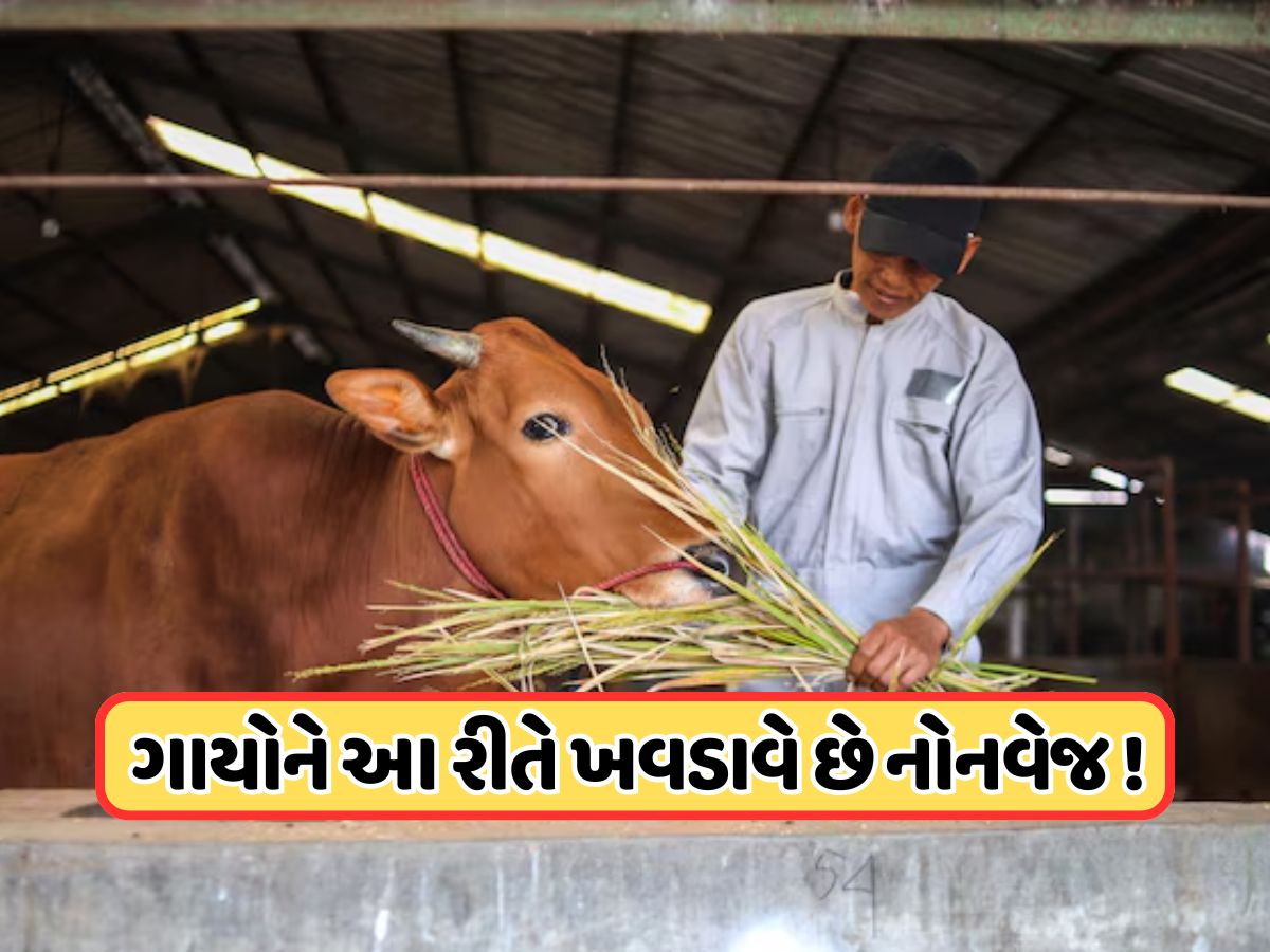 ગાયને કેવી રીતે ખવડાવવામાં આવે છે નોનવેજ ? શું આનાથી સુધરે છે દૂધની ક્વોલિટી? ગાયને કેવી રીતે ખવડાવવામાં આવે છે નોનવેજ ? શું આનાથી સુધરે છે દૂધની ક્વોલિટી?