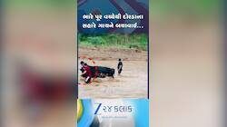લોકોએ હિમાચલની સરસા નદીમાં ફસાઈ ગયેલ ગાયને દોરડાં માત્રથી બચાવી લીધી, જુઓ VIDEO