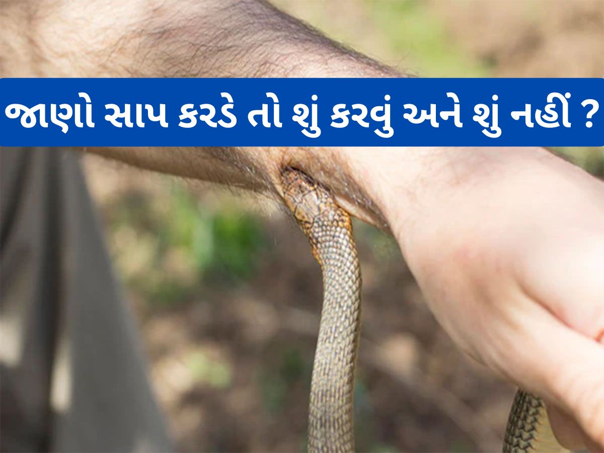 Snake Bite First Aid: વરસાદી વાતાવરણમાં વધે છે સાપ કરડવાનું જોખમ, જાણો સાપ કરડે તો જીવ બચાવવા શું કરવું? Snake Bite First Aid: વરસાદી વાતાવરણમાં વધે છે સાપ કરડવાનું જોખમ, જાણો સાપ કરડે તો જીવ બચાવવા શું કરવું?