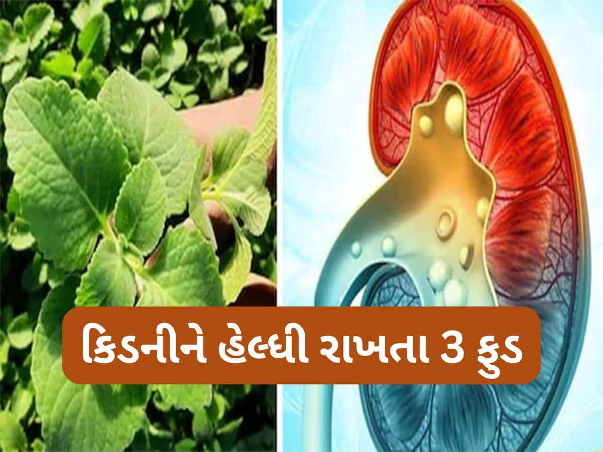 Kidney Health: આ 3 ફુડથી બુસ્ટ થશે કિડનીની સપોર્ટ સિસ્ટમ, કંટ્રોલમાં રહેશે યુરિક એસિડ અને કિડનીમાં પથરી પણ નહીં બને