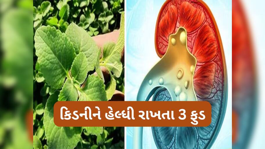 Kidney Health: આ 3 ફુડથી બુસ્ટ થશે કિડનીની સપોર્ટ સિસ્ટમ, કંટ્રોલમાં રહેશે યુરિક એસિડ અને કિડનીમાં પથરી પણ નહીં બને