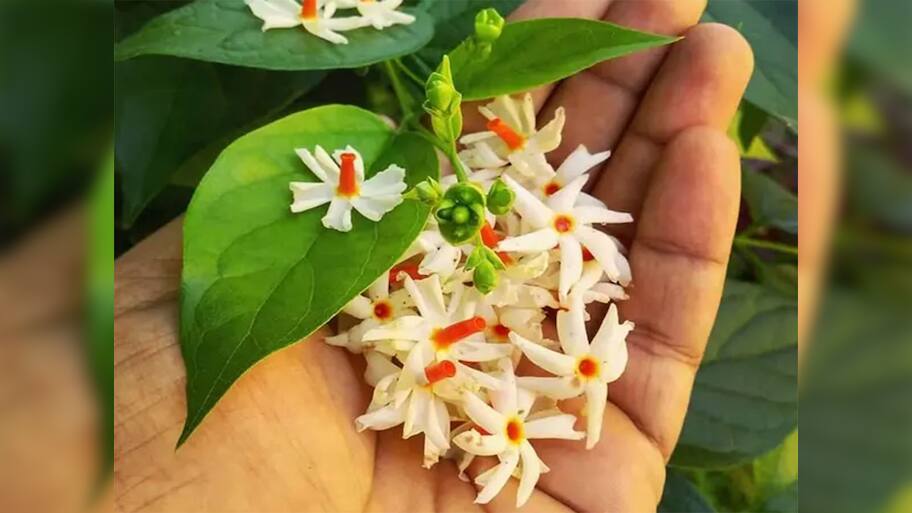 Parijat Plant: આ દિવસે ઘરમાં વાવો પારિજાતનો છોડ, ફુલની સાથે માતા લક્ષ્મી પણ ઘરમાં પધરામણી કરશે